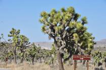 A bela árvore que dá nome ao parque, no Joshua Tree National Park, região de Pioneertown, na Califórnia - Estados Unidos